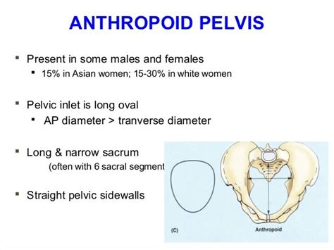 Pin By On Anatomy Anatomy Pelvis Oral