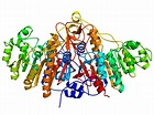 Alkaline phosphatase - Wikipedia