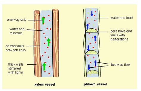 Xylem and phloem are complex permanent tissues and are found in the vascular. Anatomy of Flowering Plants | eMedicalPrep