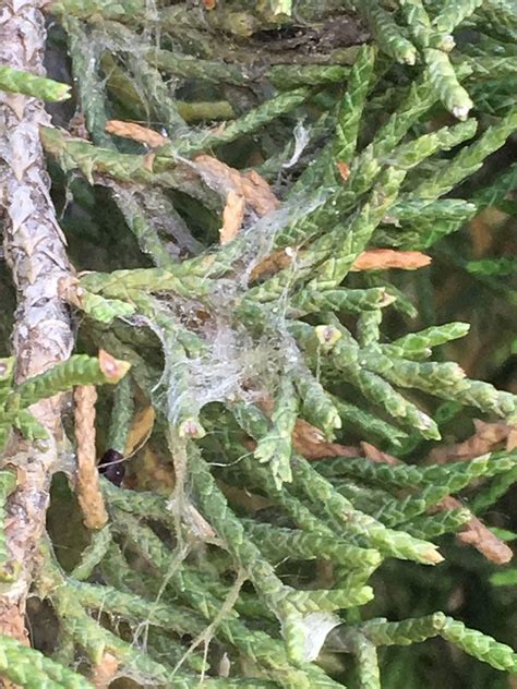 Spider Mite Outbreak In Juniper And Cedar Trees