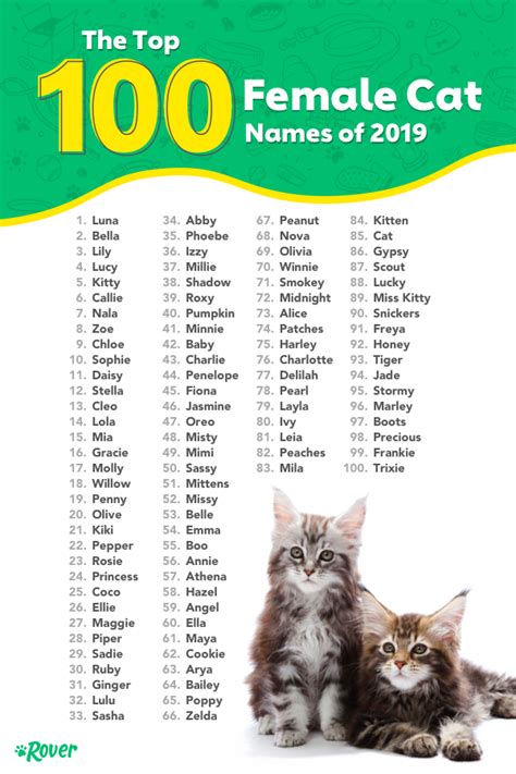 The Most Popular Cat Names In The USA Kitten Names Girl Cute Cat