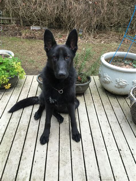 7 Month Old Ro Black Akc Gsd Pet Dogs I Love Dogs Puppies