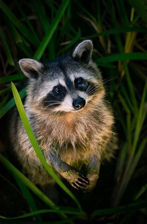 241 Best Raccoons And Wolves Images On Pinterest