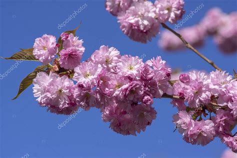 Prunus Serrulata Cerezo Japonés Doble Flor Cultivo Sakura Taihaku En