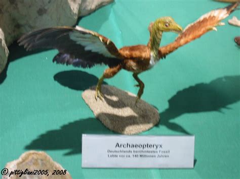 Archaeopteryx Fotografiert Am 19 September 2001 In Hannov Flickr