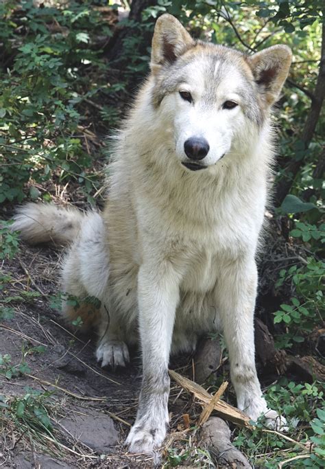 Get Facts About Wolf Dog Hybrids International Wolf Center