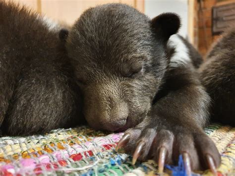 News Ninth Orphan Bear Cub Now From The Pskov Region