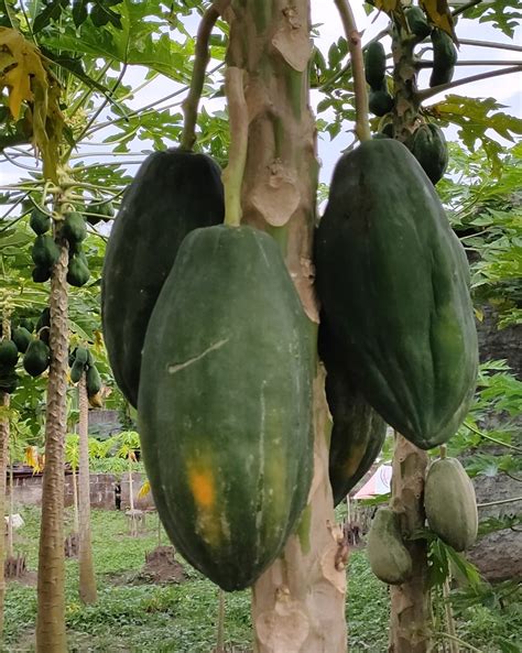 Berita Magelang Pepaya Borobudur