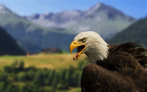 40 Bald Eagle Wallpaper High Resolution Wallpapersafari