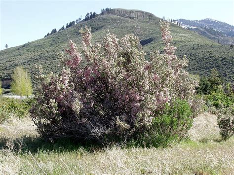 Nevada Flowering Bushes Pressskill