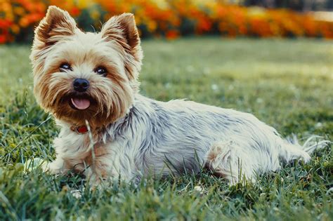 Yorkshire Terrier Information Photos Characteristics Names A98