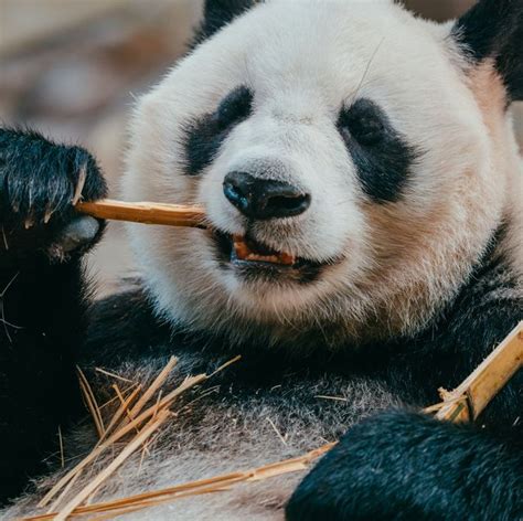 The Most Interesting Facts About Giant Pandas