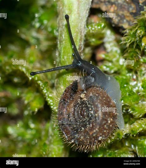 Detail Of Tentacle Of A Small Hairy Snail Ciliella Ciliata On A Green