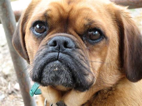 Pugalier Dog Breed Information Pictures And More