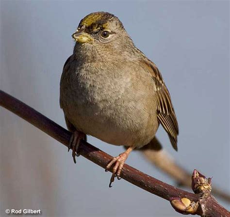 Golden Crowned Sparrow Id Facts Diet Habit And More Birdzilla