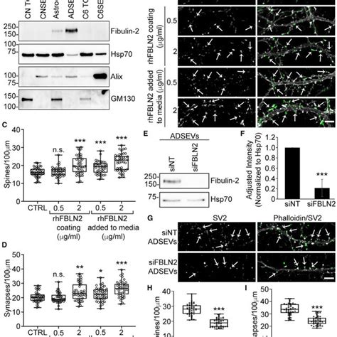 Astrocyte Derived Sevs And Fibulin Activate Tgf Signaling To