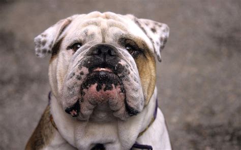 English Bulldog Wallpapers Wallpaper Cave