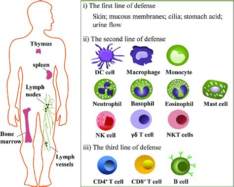 Immune System Of Human Body Blog Tutortutees