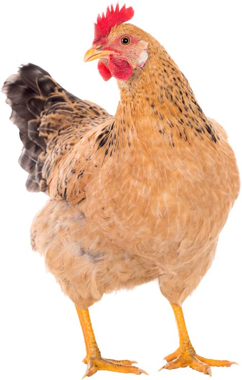 Free Image on Pixabay - Chicken, Hens, Pullet | Chicken pictures, Chicken art, Chicken illustration
