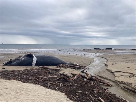 Humpback Whale Washes Ashore Along Tajiguas Beach The Santa Barbara