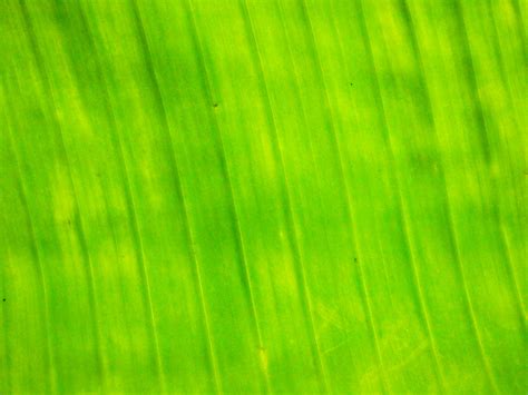 Banana Leaf Backgrounds Pixelstalknet