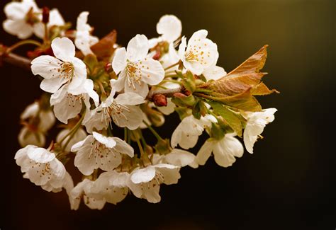 3840x2160 Wallpaper White Cherry Blossom Flowers Peakpx
