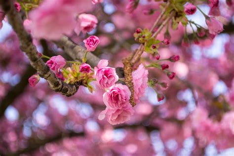 Spring Sakura Blossom Trees Stock Image Image Of Sunlight Sunny