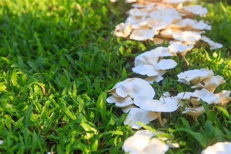 Types Of Lawn Mushrooms And Identify Them Real Men Sow
