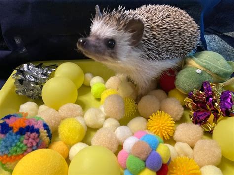 Hedgehog Dig Box And Filler Variety Of Colors Forage Box Ping Pong