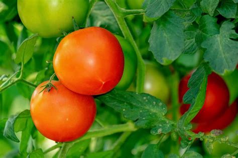 How To Control Pests And Diseases In Tomato Crop Causes Symptoms