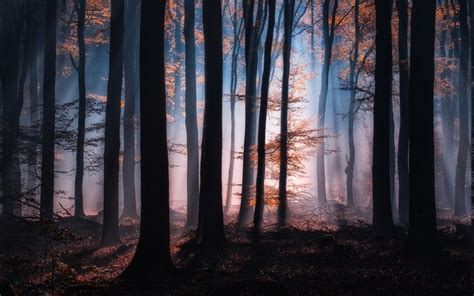 Nature Sunrise Forest Mist Landscape Atmosphere Sunlight Leaves Trees