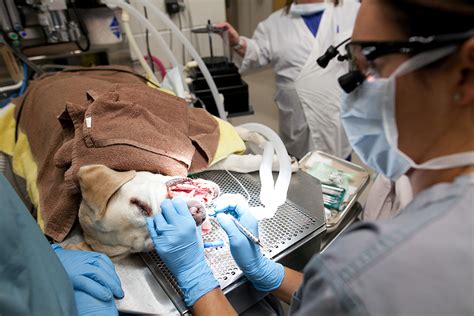 Brushing Gold Standard For Pet Dental Health News University Of