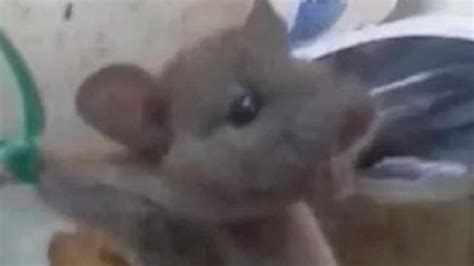 Indian Shopkeeper ‘tortured Mouse For Stealing Food From His Store