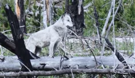 Video Gray Wolf Hunts A Deer Through Fallen Timber Outdoorhub