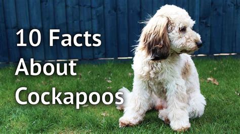 10 FACTS ABOUT COCKAPOOS What Every Cockapoo Owner Knows And You Need