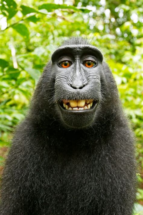 If A Monkey Takes A Selfie In The Forest Who Owns The Copyright No