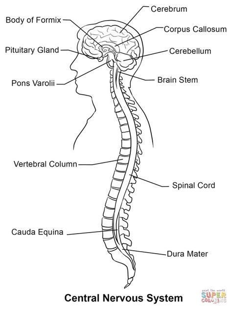 The central nervous system (cns). Central Nervous System Coloring Page | Nervous system ...