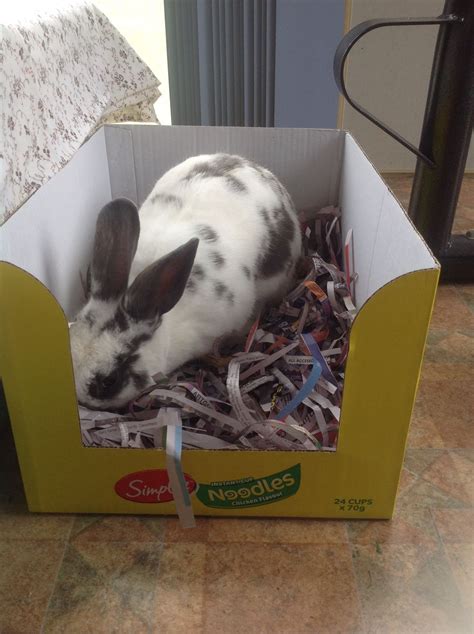 As A Box For Digging And Chewing Or Hide Treats Among The Newspaper To