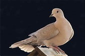 Die Taube .... Foto & Bild | natur, tiere, vögel Bilder auf fotocommunity