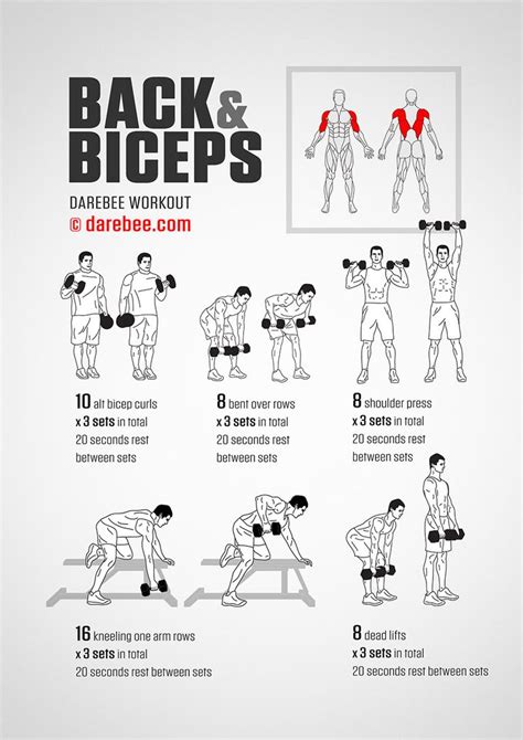 Back And Biceps Workout Back And Biceps Biceps Workout Dumbbell Workout