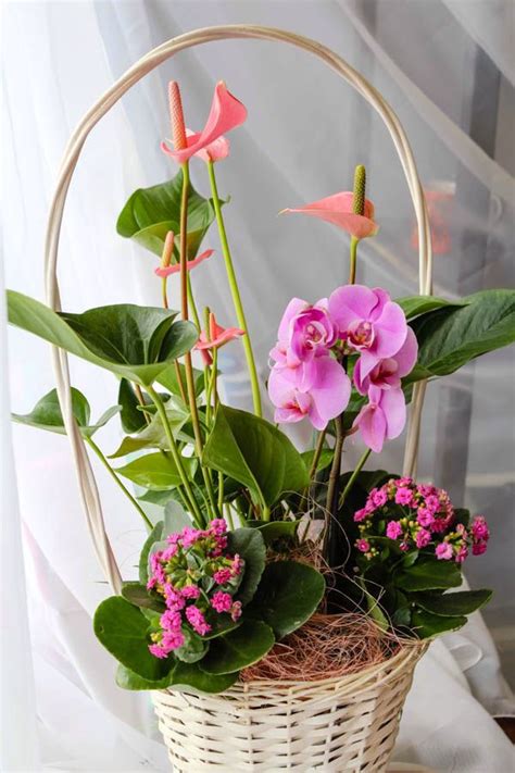 С комнатными растениями | Цветочные магазины, Комнатные растения, Растения