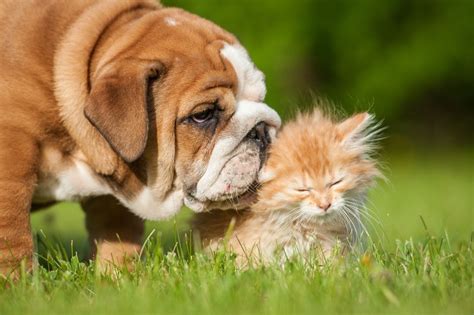 Cute puppies and kittens pictures. 27 Cute Pictures of Cats and Dogs Living Together in Perfect Harmony