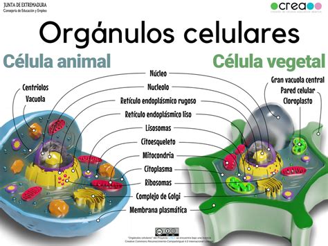 Mapa Conceptual De Los Organulos Celulares