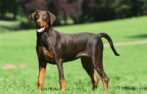 20 Cool Facts You Didnt Know About The Doberman Pinscher Doberman