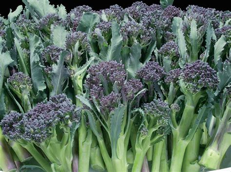 Early Purple Sprouting Broccoli Restoration Seeds