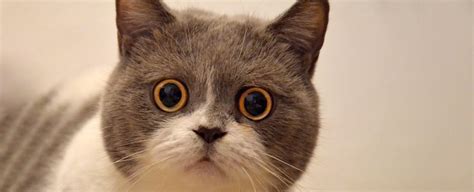 Cats Do Have Facial Expressions Were Just Bad At Reading Them Study