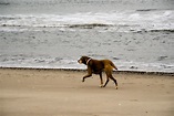 Dog Friendly Ocean City, MD - BringFido