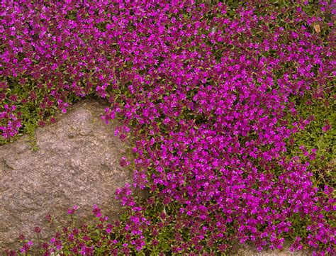 Creeping Thyme Guide How To Plant And Care For Mother Of Thyme