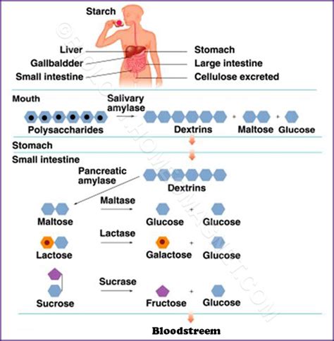 Digestion Of Carbohydrates Biology For Everybody