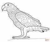 Parrot Coloring Parrots Outline Colour Drawing African Grey Popular sketch template